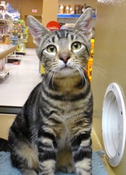 [picture of Figaro, a Bengal Mix gray swirl tabby cat]