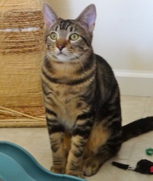 [another picture of Figaro, a Bengal Mix gray swirl tabby\ cat] 