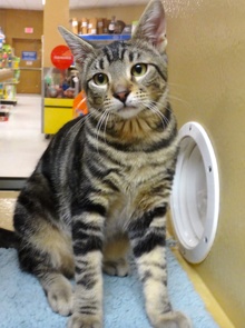 [picture of Figaro, a Bengal Mix gray swirl tabby cat]