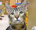 [picture of Figaro, a Bengal Mix gray swirl tabby cat]