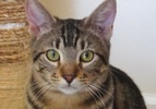 [picture of Figaro, a Bengal Mix gray swirl tabby cat]