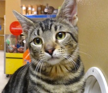 [picture of Figaro, a Bengal Mix gray swirl tabby\ cat] 