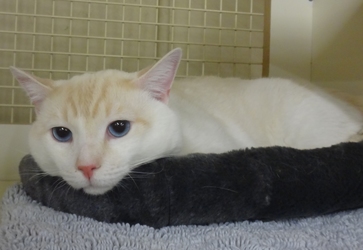 Adopted Et00467 Leo