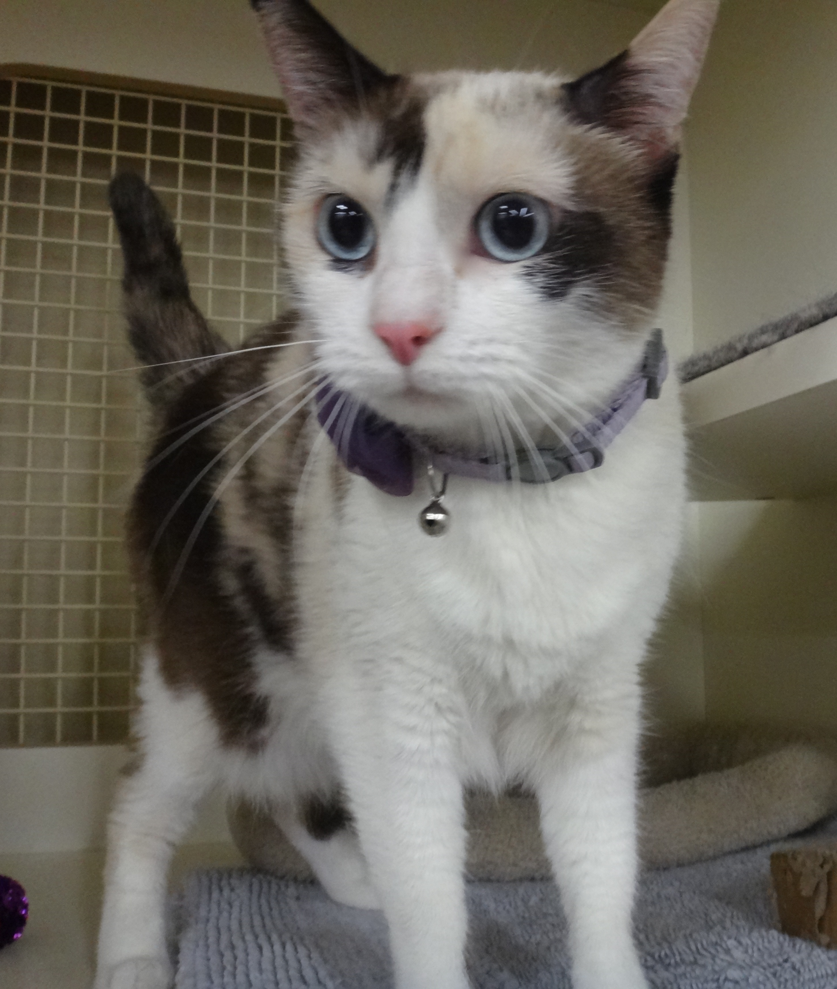 [another picture of Cocomo, a Siamese/Domestic Short Hair-x calico point snowshoe\ cat] 