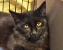 [picture of Jetta, a Domestic Medium Hair black cat]