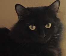 [picture of Jetta, a Domestic Medium Hair black cat]