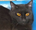 [picture of Jetta, a Domestic Medium Hair black cat]