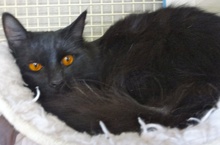 [picture of Jetta, a Domestic Medium Hair black cat]