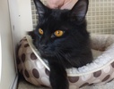 [picture of Jetta, a Domestic Medium Hair black cat]