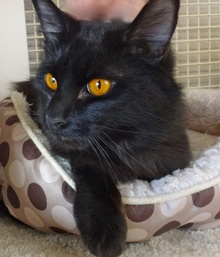 [picture of Jetta, a Domestic Medium Hair black cat]