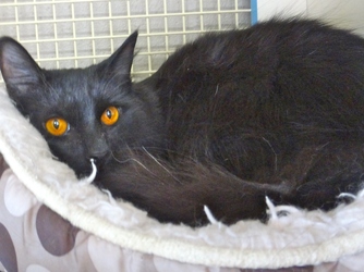 [picture of Jetta, a Domestic Medium Hair black cat]