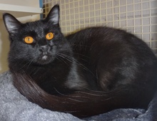 [another picture of Jetta, a Domestic Medium Hair black\ cat] 