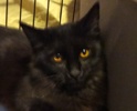 [picture of Jetta, a Domestic Medium Hair black cat]