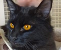 [picture of Jetta, a Domestic Medium Hair black cat]