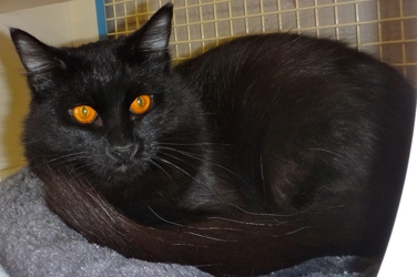 [picture of Jetta, a Domestic Medium Hair black cat]