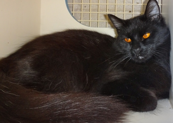 [picture of Jetta, a Domestic Medium Hair black cat]