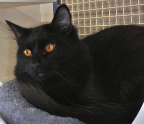 [picture of Jetta, a Domestic Medium Hair black cat]