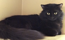 [picture of Jetta, a Domestic Medium Hair black cat]