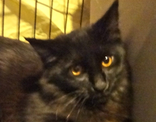 [picture of Jetta, a Domestic Medium Hair black cat]