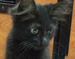 [picture of Jetta, a Domestic Medium Hair black cat]