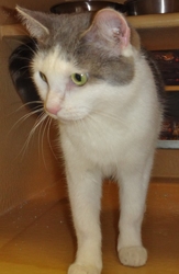 [picture of Lika, a Turkish Van blue/white cat]