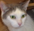 [picture of Lika, a Turkish Van blue/white cat]