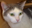 [picture of Lika, a Turkish Van blue/white cat]