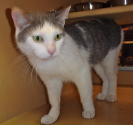 [picture of Lika, a Turkish Van blue/white cat]