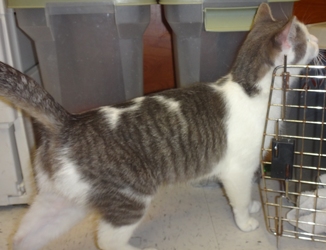 [picture of Lika, a Turkish Van blue/white cat]