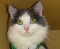 [picture of Lora, a Turkish Van blue/white cat]