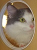 [picture of Lora, a Turkish Van blue/white cat]