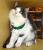 [picture of Lora, a Turkish Van blue/white cat]