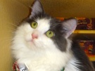 [picture of Lora, a Turkish Van blue/white cat]