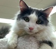 [picture of Lora, a Turkish Van blue/white cat]