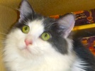 [picture of Lora, a Turkish Van blue/white cat]