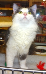 [picture of Lora, a Turkish Van blue/white cat]