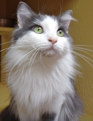 [picture of Lora, a Turkish Van blue/white cat]