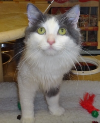 [picture of Lora, a Turkish Van blue/white cat]