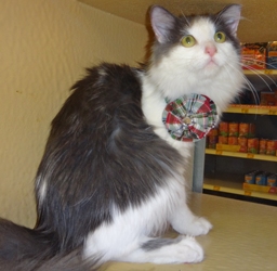 [picture of Lora, a Turkish Van blue/white cat]