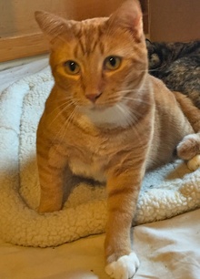 [another picture of Red, a Domestic Short Hair orange tabby\ cat] 