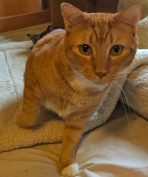 [picture of Red, a Domestic Short Hair orange tabby cat]