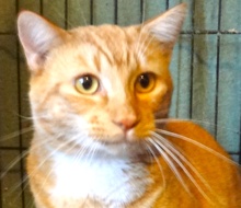 [picture of Red, a Domestic Short Hair orange tabby\ cat] 