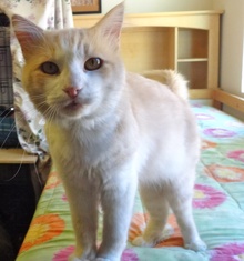 [another picture of Sunny, a Domestic Medium Hair buff and white\ cat] 