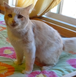 [picture of Sunny, a Domestic Medium Hair buff and white cat]