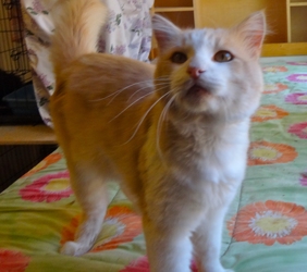 [picture of Sunny, a Domestic Medium Hair buff and white cat]
