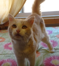 [picture of Sunny, a Domestic Medium Hair buff and white cat]