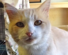 [picture of Sunny, a Domestic Medium Hair buff and white\ cat] 