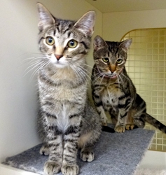 [picture of Mittens, a Domestic Short Hair gray swirl tabby cat]