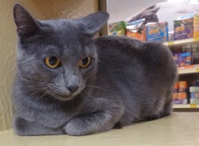 [another picture of Hildie, a Russian Blue blue\ cat] 