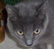 [picture of Hildie, a Russian Blue blue cat]